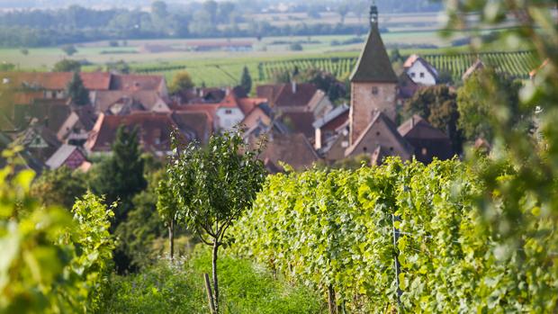 Domaine Marcel Deiss - Image 2